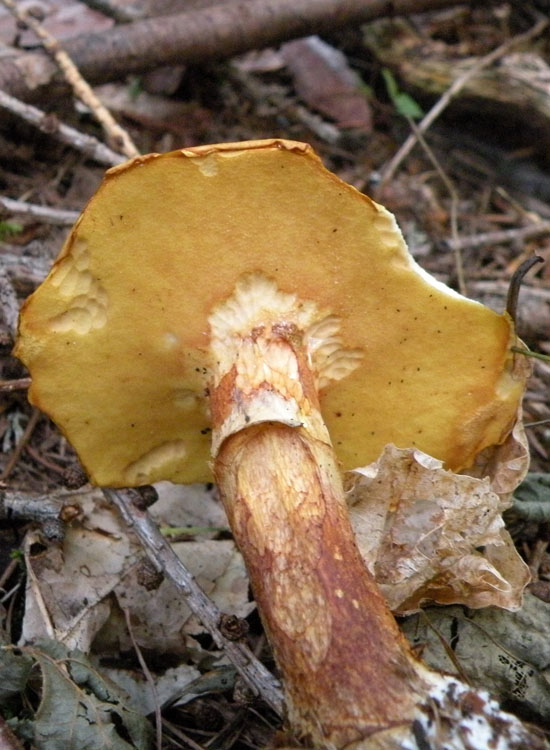 Suillus bresadolae ?